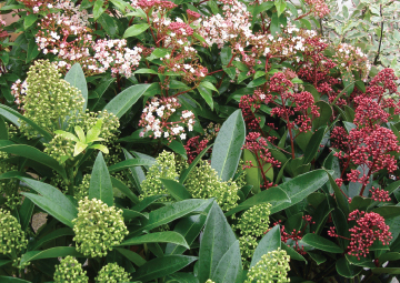 Shrubs-360-image shrubs small and large available from Rowan Garden Centre - your independent plant specialist in the beautiful Buckinghamshire countryside
