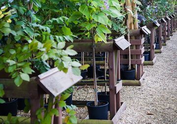 trees at Rowan Garden Centre