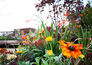 perennials at Rowan Garden Centre