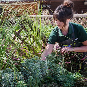 plant care at Rowan Garden Centre