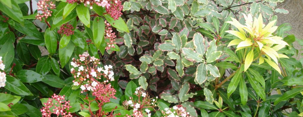 Rowan Garden Centre - plants shown in slider