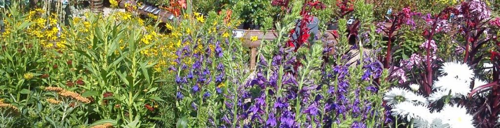 lavender plants at Rowan Garden Centre - your independent garden centre in Buckinghamshire