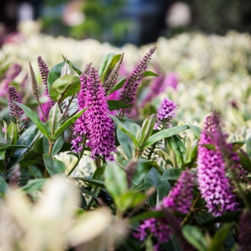 Hebe plants available at Rowan Garden Centre, Chalfont St Giles, Buckinghamshire