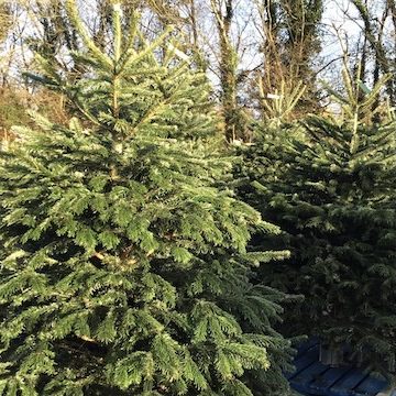 buy-christmas-trees-rowan-garden-centre Buy your Christmas trees at Rowan Garden Centre.